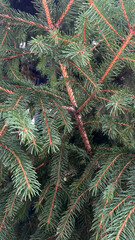 Green evergreen branches interlace in a natural arrangement creating a lush backdrop