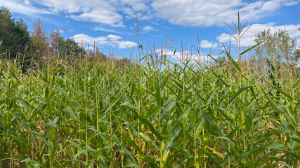 Vibrant cornfield under a clear blue sky during a sunny afternoon in autumn