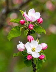 Obraz premium Close-up of apple blossoms