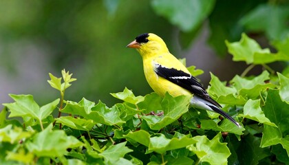 Goldfinch perched on green leaves.