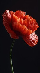 Vibrant, single poppy against black