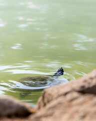 European turtle in Rome