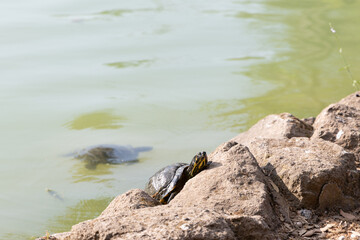 European turtle in Rome