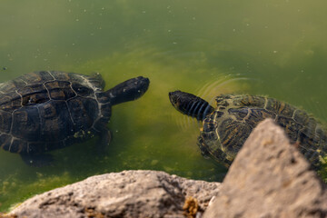 European turtle in Rome