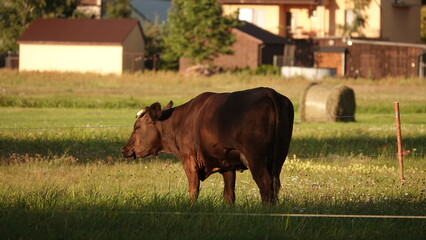 Hodowla krów w gospodarstwie rolnym © tomo81