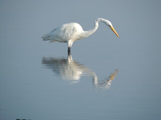 An egret is ready to strike