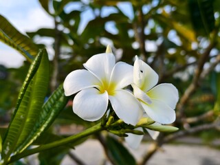 kamboja flower (Plumeria obtusa) in the afternoon