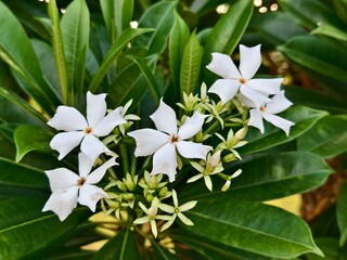 Cerbera odollam flower in the afternoon