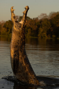 Alligator with part of its body uot of the water jumping
