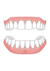 Fototapeta premium Stylized cartoon illustration of a complete set of healthy human teeth showing the upper and lower jaws with pink gums.
