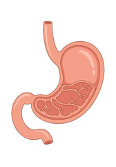 Obraz premium Anatomical Illustration of a Human Stomach with Internal Folds.