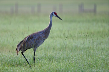 Sand Hill Crane in Meadow