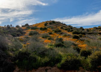 Poppies on a hillside