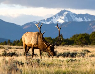 Elk grazing in a mountain meadow at sunset