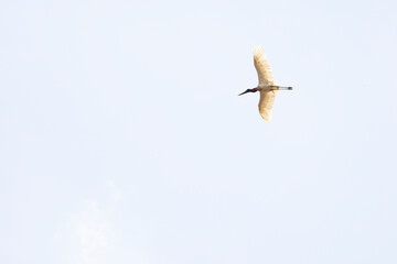 The largest south americanan stork in the world flying