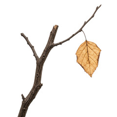 Fototapeta premium Gnarled dark brown barren tree branch with rough bark, a single light brown crumpled dead leaf clinging precariously. Isolated on a seamless transparent background with shadowless studio lighting,