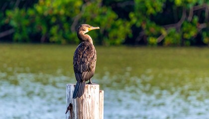 A brown pelican perches on a weathered wooden post by a calm body of water, its plumage catching the soft light.