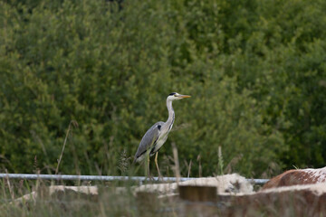 Grey heron overseeing cattle
