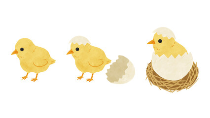 ひよこ3種　水彩風手描きイラスト