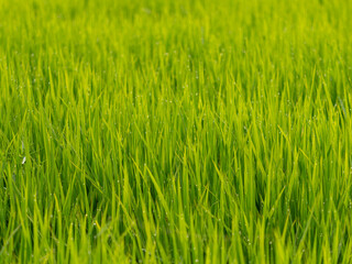 朝露に濡れた水田の稲