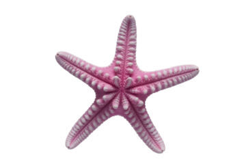 Pink and White Starfish Underside on Black Background