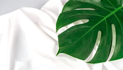 A vibrant green monstera leaf rests elegantly on a smooth white fabric surface.