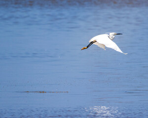 Egret on the coastline