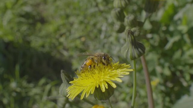 Garden bee, honeybee (Apis mellifera) collects necar on its legs from a dandelion flower on a sunny afternoon, macro, slow motion