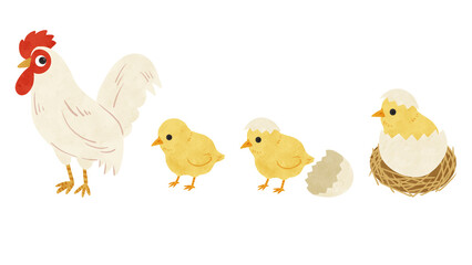 にわとり・ひよこ3種　水彩風手描きイラスト