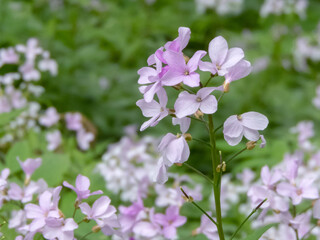 Cardamine bulbifera or coralroot bittercress in natural habitat