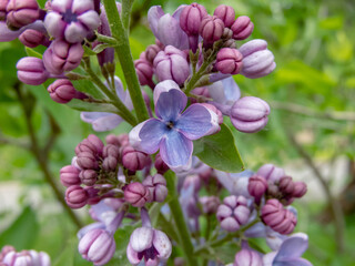 Macro of purple-blue lilac flowers. Syringa vulgaris