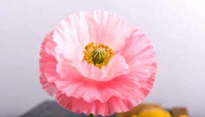 A close-up of a delicate, light pink poppy, showcasing its ruffled petals and vibrant center.
