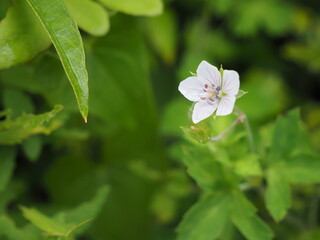 ゲンノショウコの花
