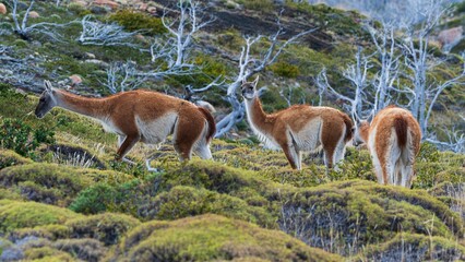 Familia de Guanacos