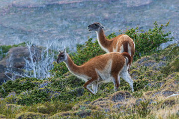 Guanacos