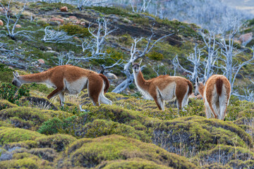 Guanaco comiendo