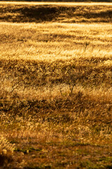 Fondo de hierba dorada