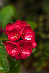 Flores rojas