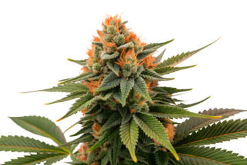 Closeup of a mature cannabis plant flower showcasing vibrant orange pistils and green leaves, a marijuana bud isolated on a white background for medicinal concept