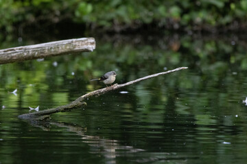 Grey wagtail balanced over water