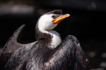 Obraz premium portrait of a vulture