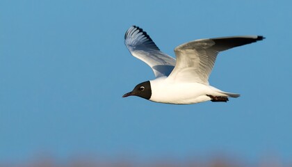 A black-headed gull soars gracefully against a clear, vibrant blue sky.