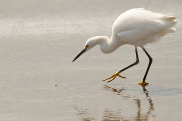 Great egret or eastern egret, on the seashore feeding on marine mollusks that hide in the sand