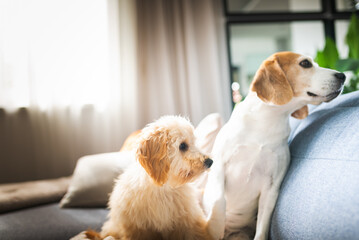 Cute Beagle and Maltipoo Puppy on Sofa