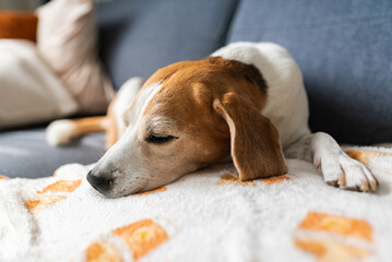 Beagle dog sleeping on couch blanket