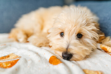 Adorable Fluffy Goldendoodle Puppy Relaxing on Blanket
