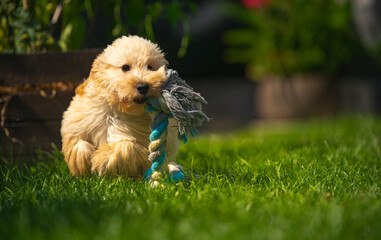Fluffy Maltipoo Puppy Plays with Rope Toy in Garden