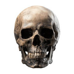 Obraz premium Detailed Human Skull Anatomy High-Resolution 3D Render of Cranium