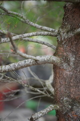 tree branches close up view