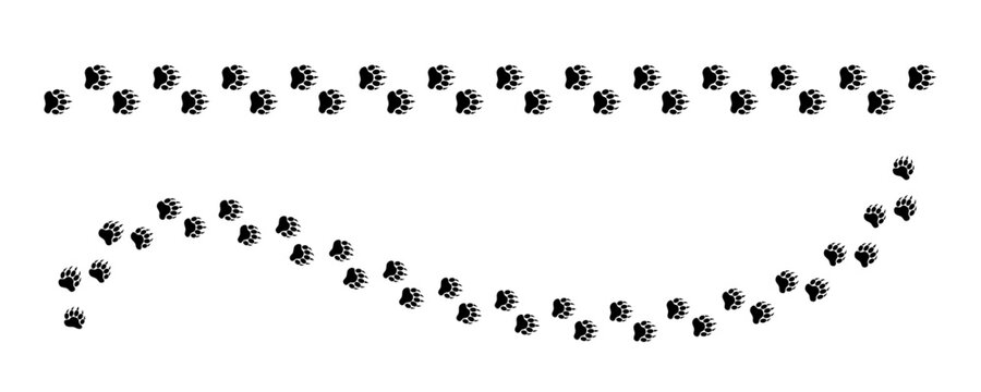 Vector illustration of bear footprint tracks and paw prints of a wild animal like a grizzly or teddy bear, featuring a wavy path design element perfect for a logo, banner, or greeting card.